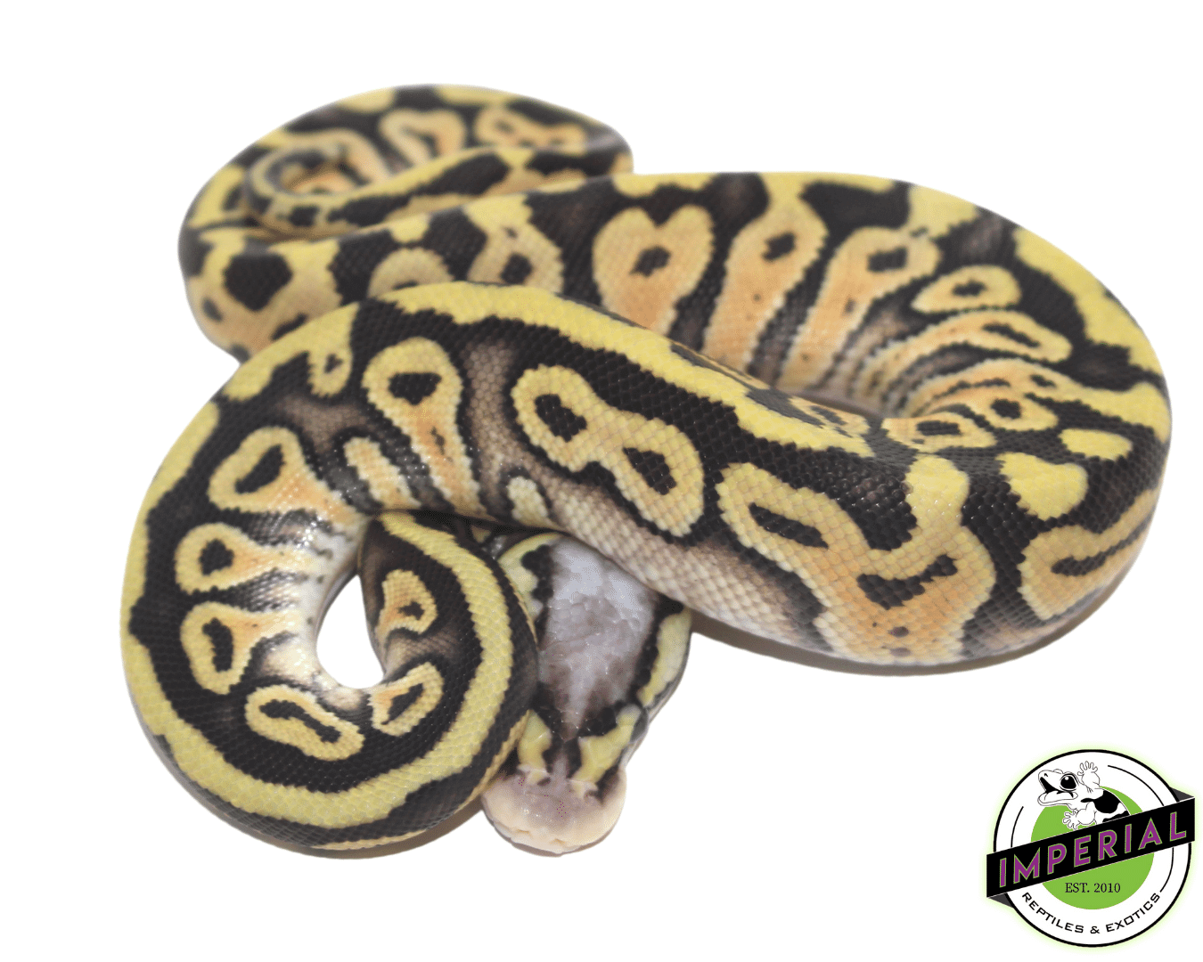 Het Clown Ball Python