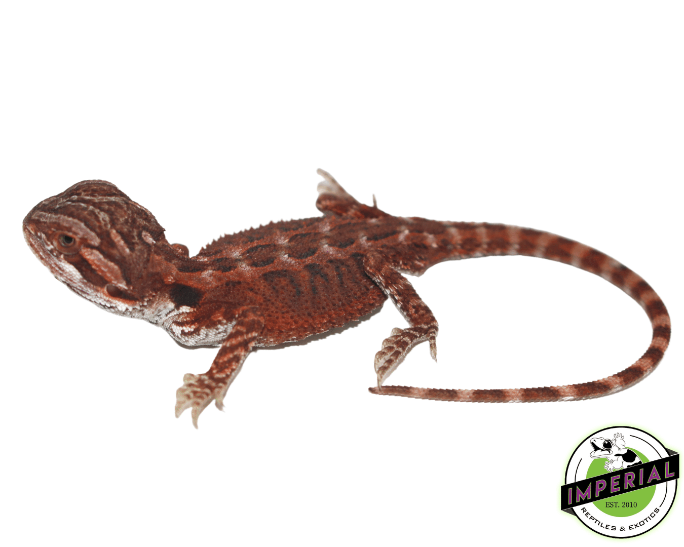 Super Red Bearded Dragon For Sale - Imperial Reptiles – IMPERIAL
