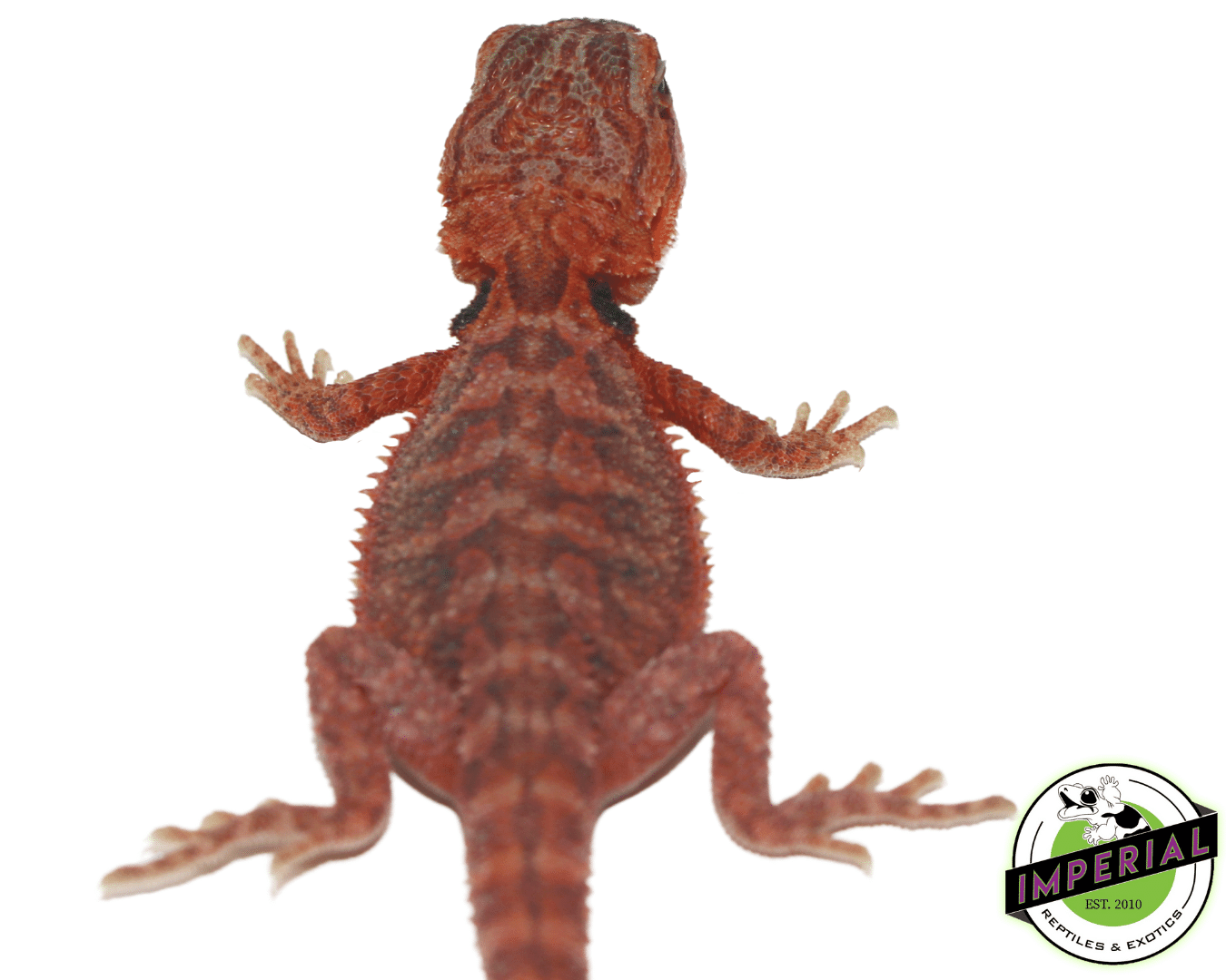 Bearded dragons (Red) – M.O.C. Reptiles