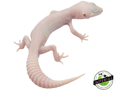 leopard gecko for sale, buy leopard geckos online at cheap prices
