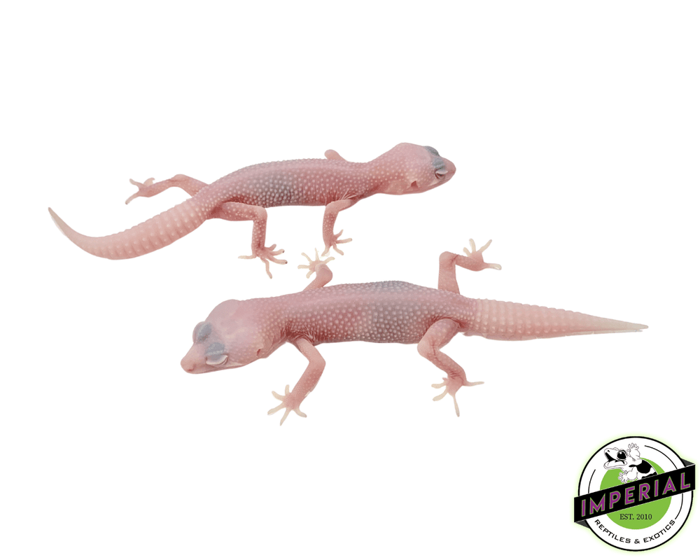 Leopard Geckos For Sale - Imperial Reptiles – IMPERIAL