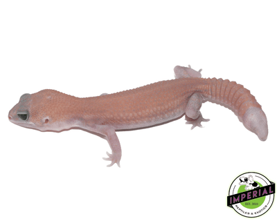 Super Stinger Ghost African Fat Tail gecko for sale, buy reptiles online