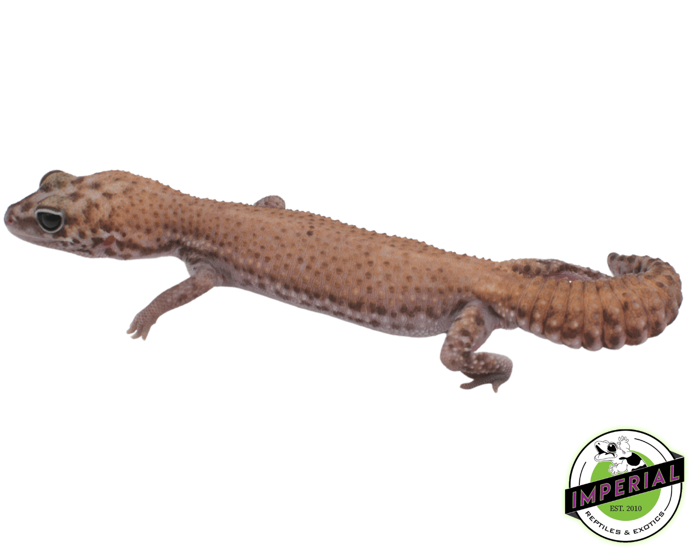 Super Stinger African Fat Tail gecko for sale, buy reptiles online