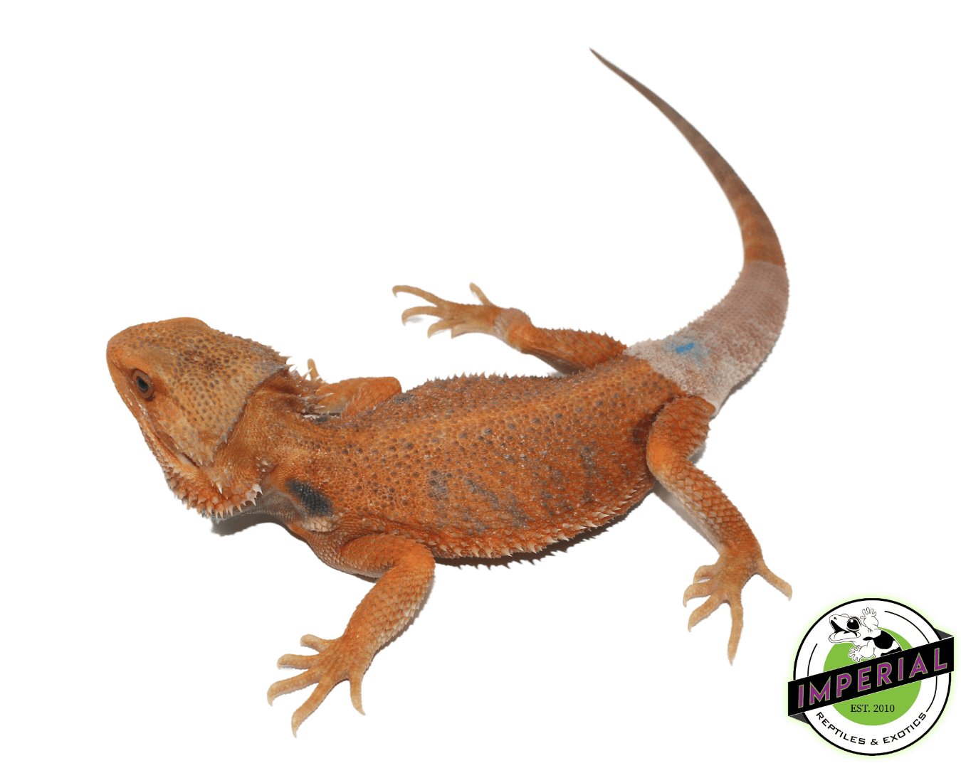 Super Tangerine Hypo Translucent Bearded Dragon For Sale - Imperial