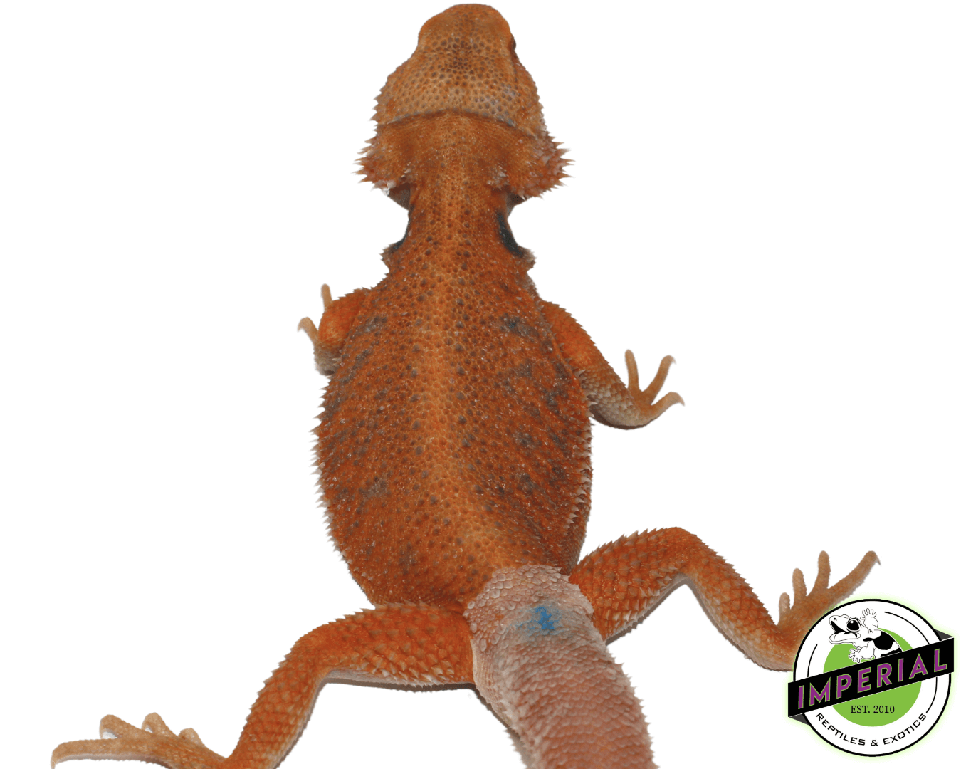 Super Tangerine Hypo Translucent Bearded Dragon For Sale - Imperial