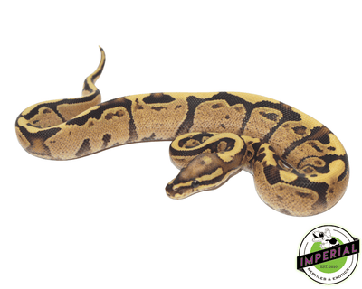 super vanilla ball python for sale, buy reptiles online