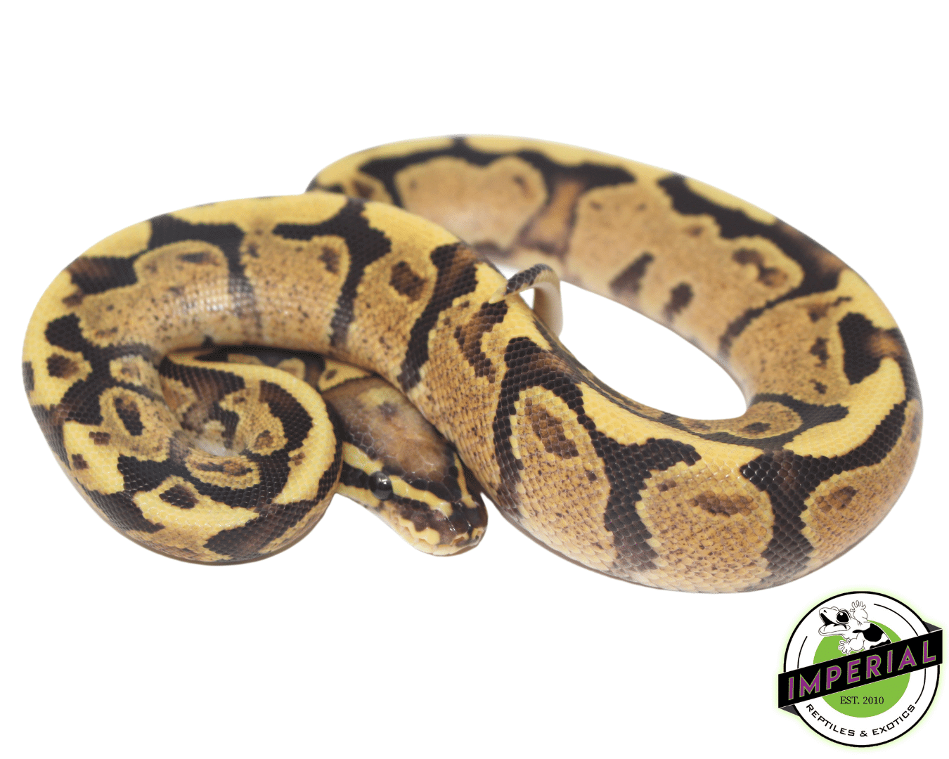 super vanilla ball python for sale, buy reptiles online