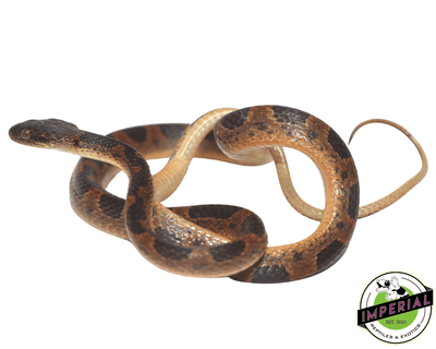 suriname cat eye snake for sale, buy reptiles online at cheap prices