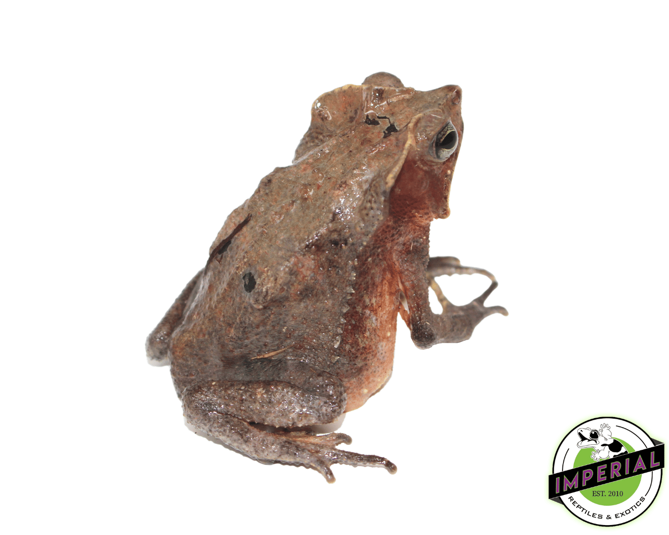 Suriname Crested Toad For Sale Imperial Reptiles IMPERIAL REPTILES