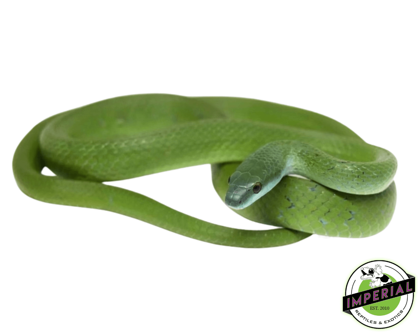 Green Rapper Snake Green Racer Snake Red Tailed Racer Snake (Gonyosoma Oxycephalum). It
