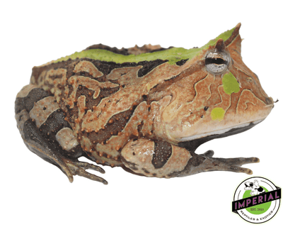 suriname horned frog for sale, buy amphibians online