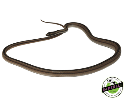 lined snake for sale, buy reptiles online at cheap prices