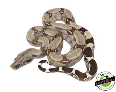 suriname true red tail boa constrictor for sale, buy reptiles online
