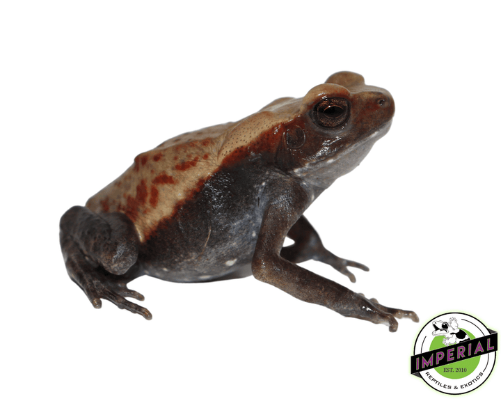 Smooth Sided Toad For Sale - Imperial Reptiles – IMPERIAL REPTILES