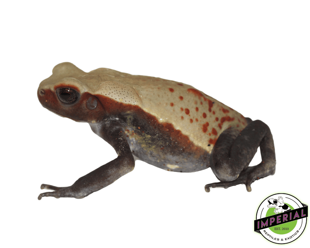 Smooth Sided Toad For Sale - Imperial Reptiles – IMPERIAL REPTILES
