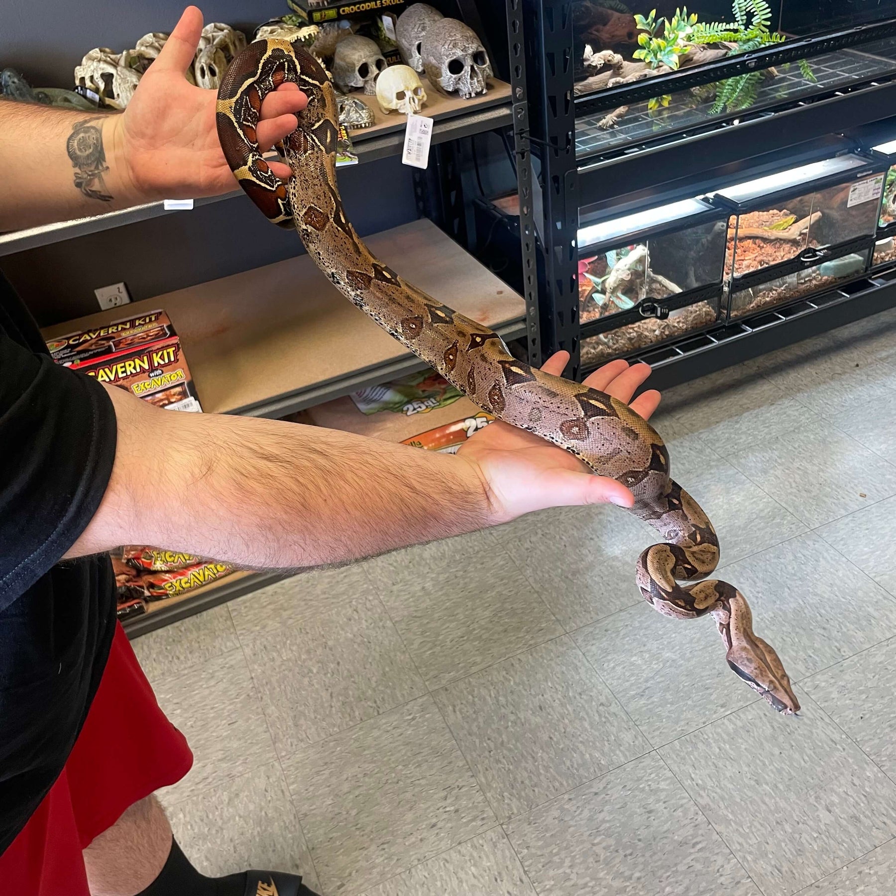 The Astonishing Bite Of A Red Tail Boa: All About Their Teeth - j1a1wp3