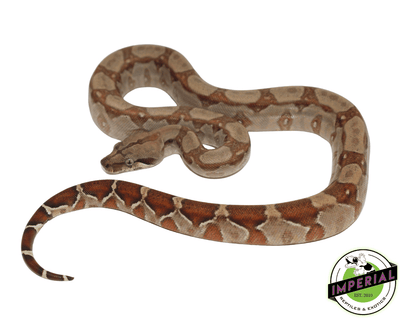 t+ albino colombian boa constrictor for sale, buy reptiles online