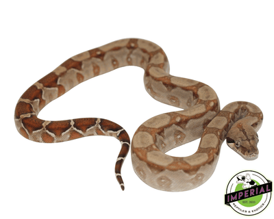 t+ albino colombian boa constrictor for sale, buy reptiles online