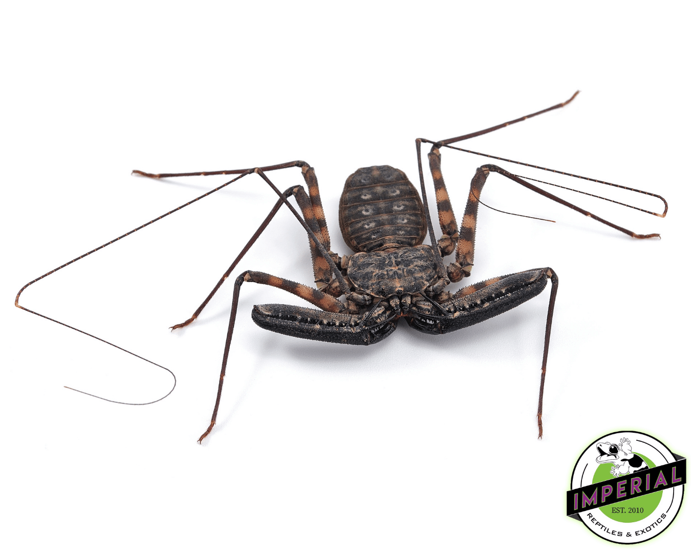 Tailless Whip Scorpions For Sale Imperial Reptiles IMPERIAL