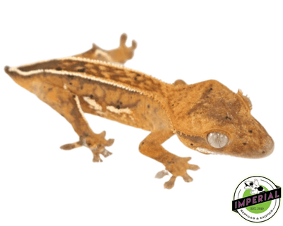 High End Crested Gecko Baby