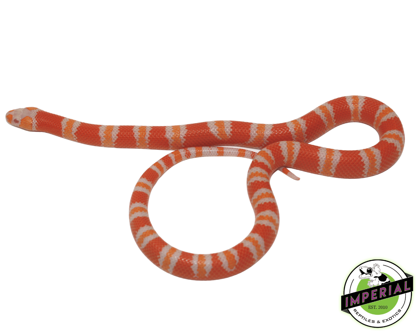 tangerine albino honduran milk snake for sale, buy reptiles online