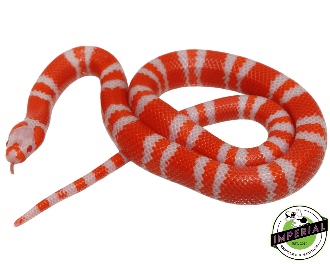 Tangerine Albino Honduran Milksnake For Sale - Imperial Reptiles