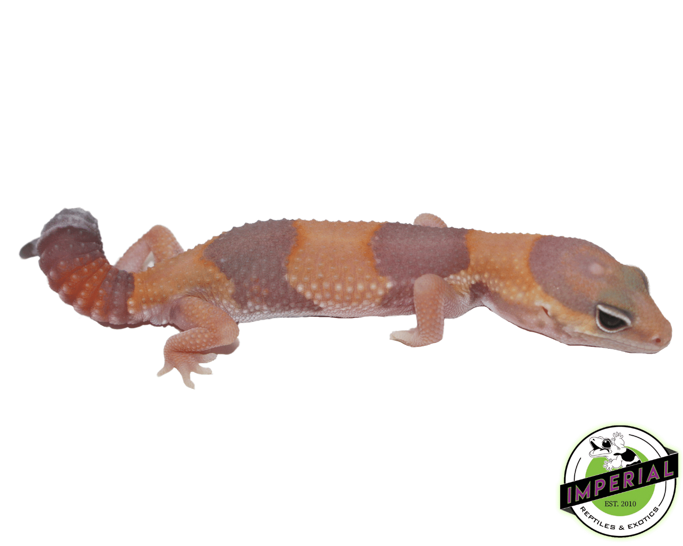 Tangerine Amel (LMG)  African Fat Tail gecko for sale, buy reptiles online