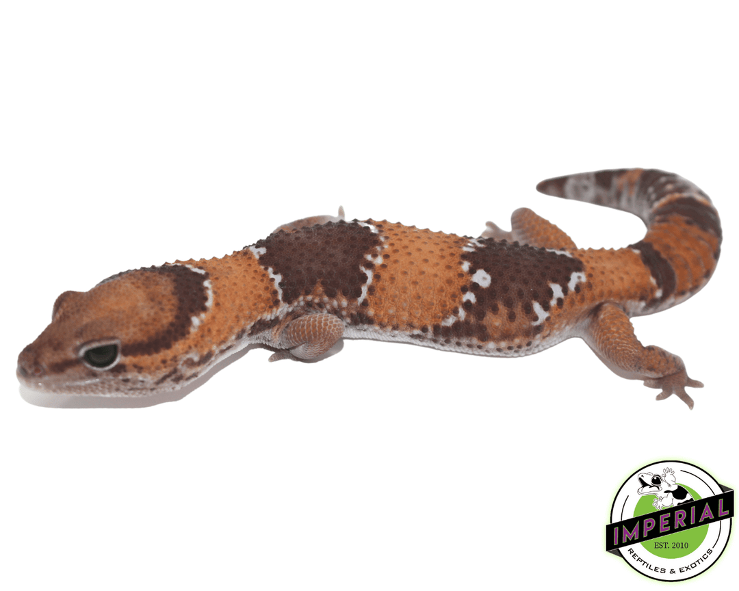 tangerine-amel-oreo-fat-tail-