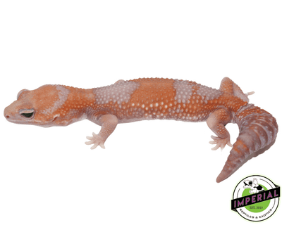 Tangerine Amel 66% het Patternless African Fat Tail gecko for sale, buy reptiles online