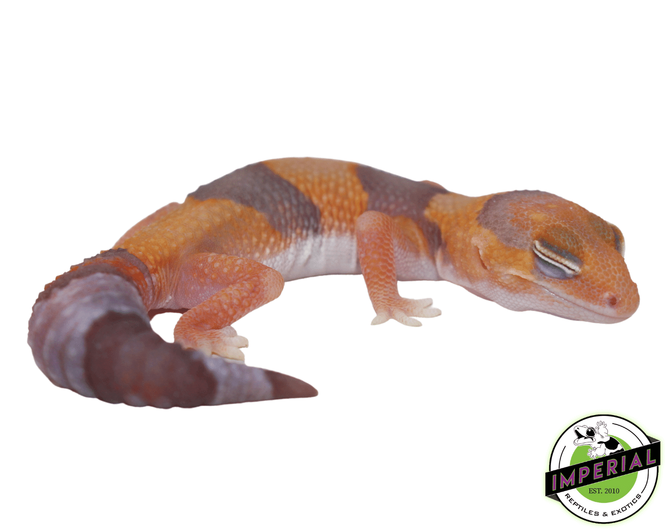 amel african fat tail gecko for sale online, buy african fat tail geckos near me at cheap prices