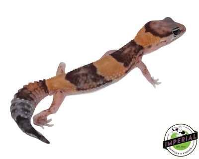 Tangerine het. Amel  African Fat Tail gecko for sale, buy reptiles online