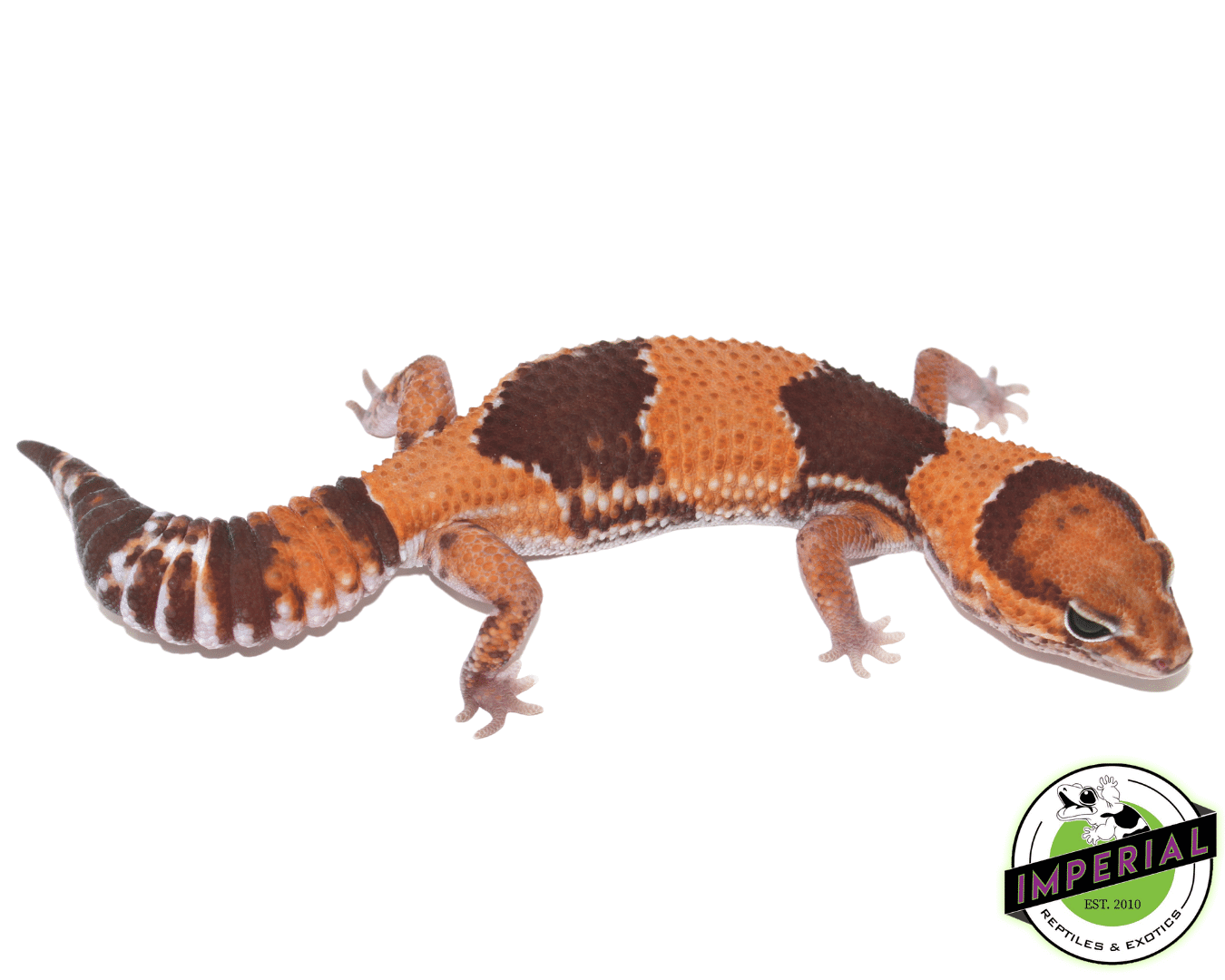 Tangerine 100% het. Amel 66% het. Patternless African Fat Tail gecko for sale, buy reptiles online