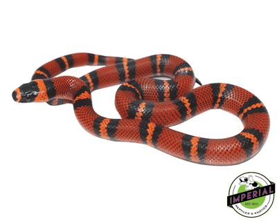 tangerine honduran milk snake for sale, buy reptiles online