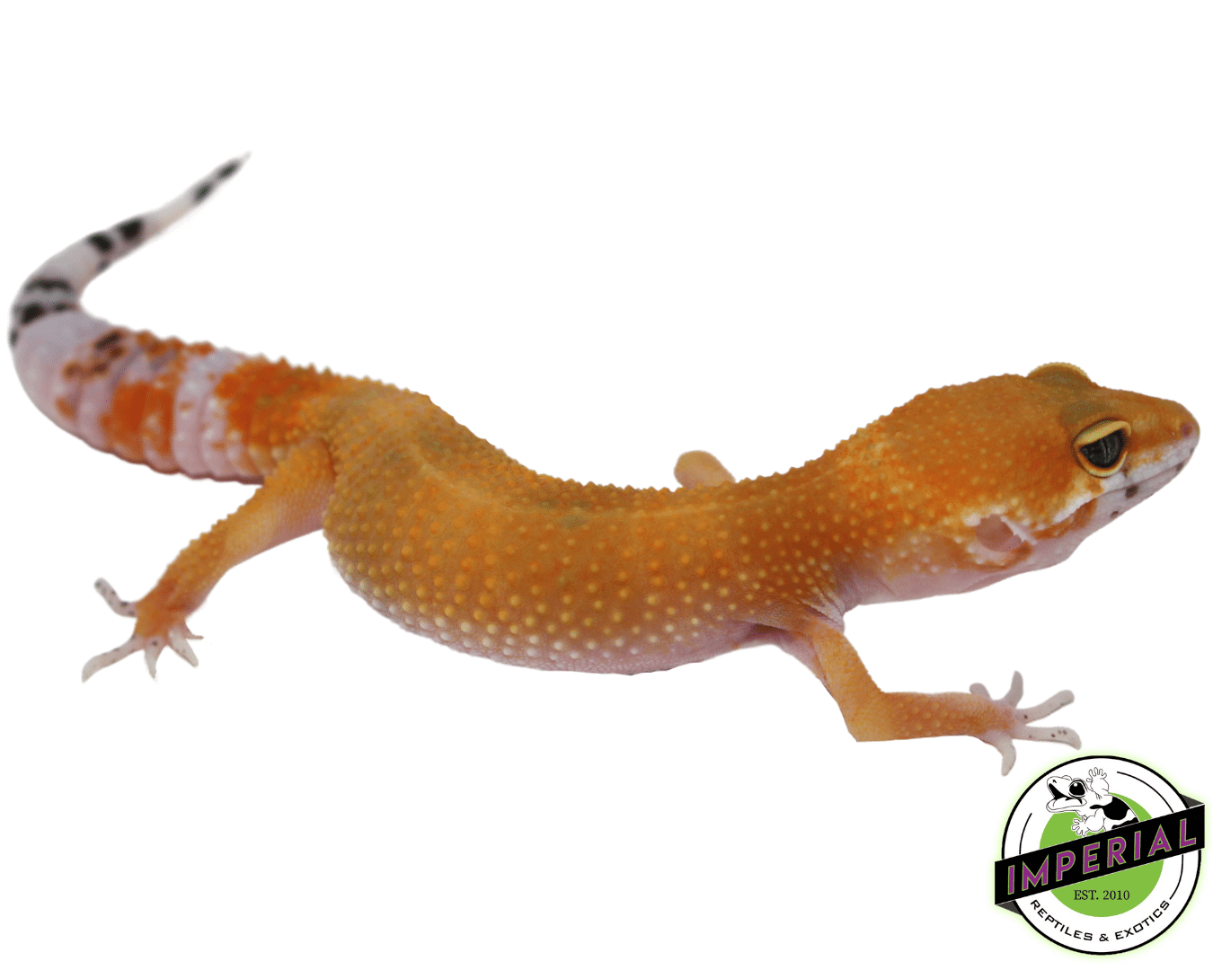 Tangerine Leopard Gecko Adult