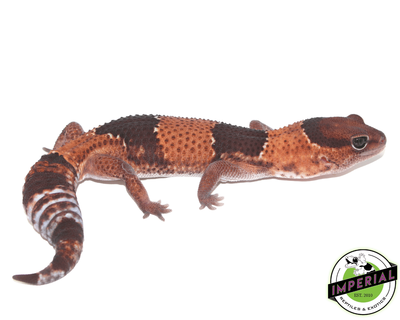 Tangerine ph Patternless African Fat Tail gecko for sale, buy reptiles online