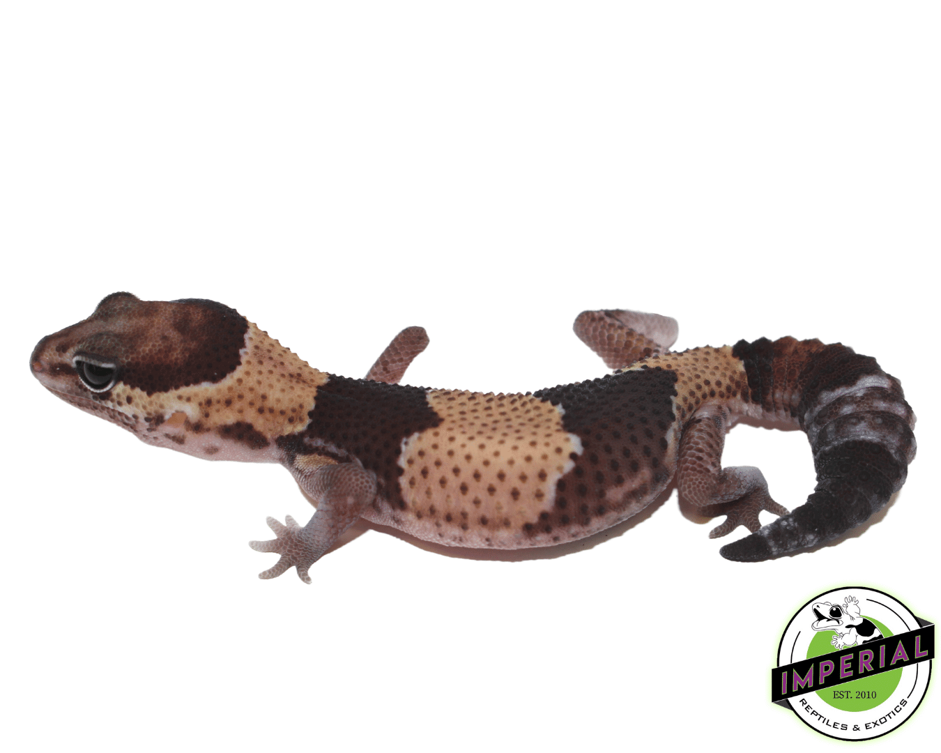 Tangerine ph Amel Oreo African Fat Tail gecko for sale, buy reptiles online