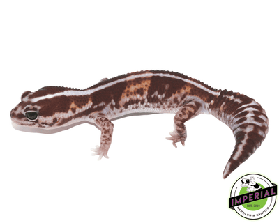 tangerine stripe African Fat Tail gecko for sale, buy reptiles online