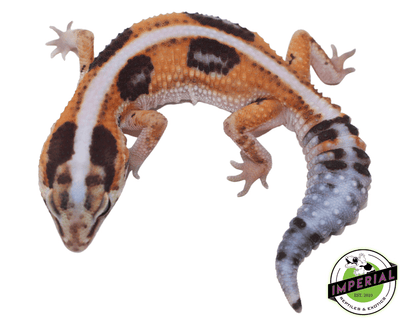 tangerine whiteout african fat tail gecko for sale online at cheap prices