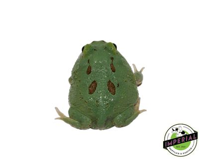 teal pacman frog for sale, buy amphibians online