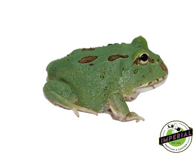 teal pacman frog for sale, buy amphibians online
