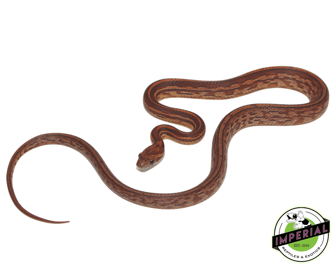 Tessera Okeetee Corn Snake For Sale Imperial Reptiles IMPERIAL