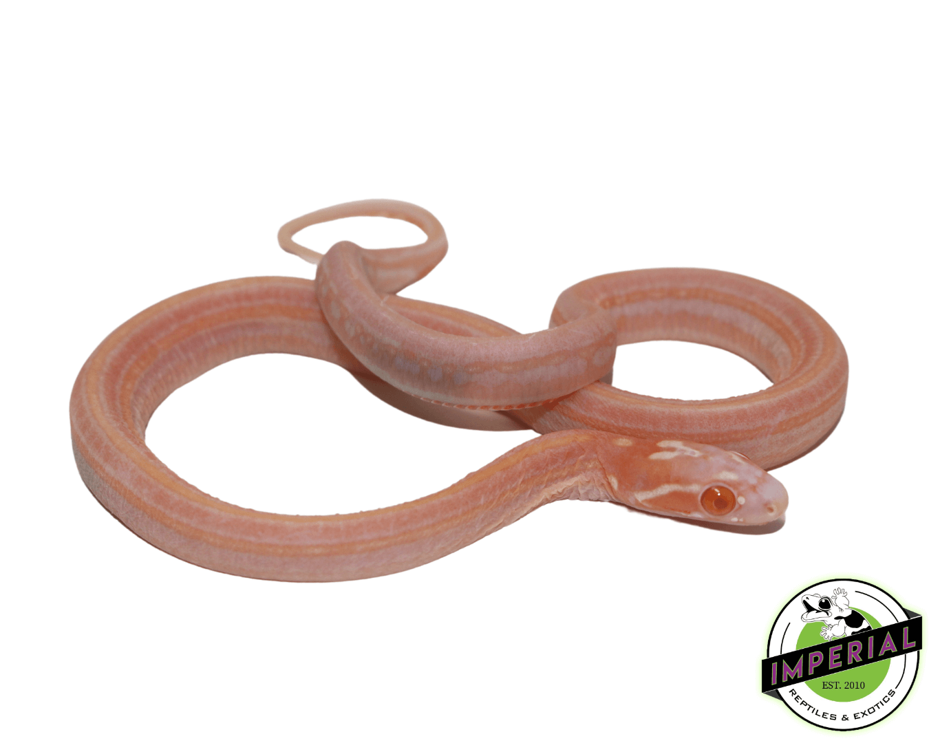 Tessera Snow Scaleless Corn Snake For Sale - Imperial Reptiles