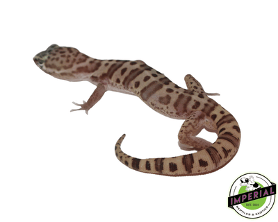 texas banded gecko for sale online, buy geckos near me at cheap prices