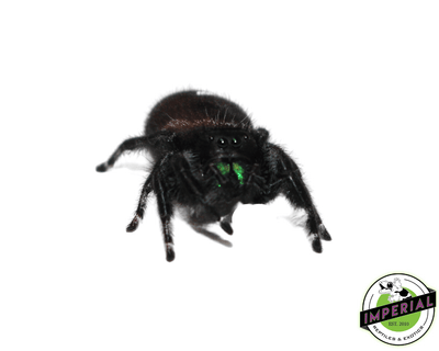 jumping spider for sale, buy spiders online