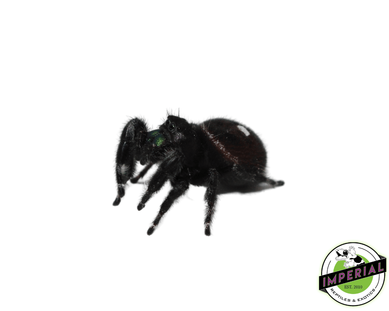 jumping spider for sale, buy spiders online