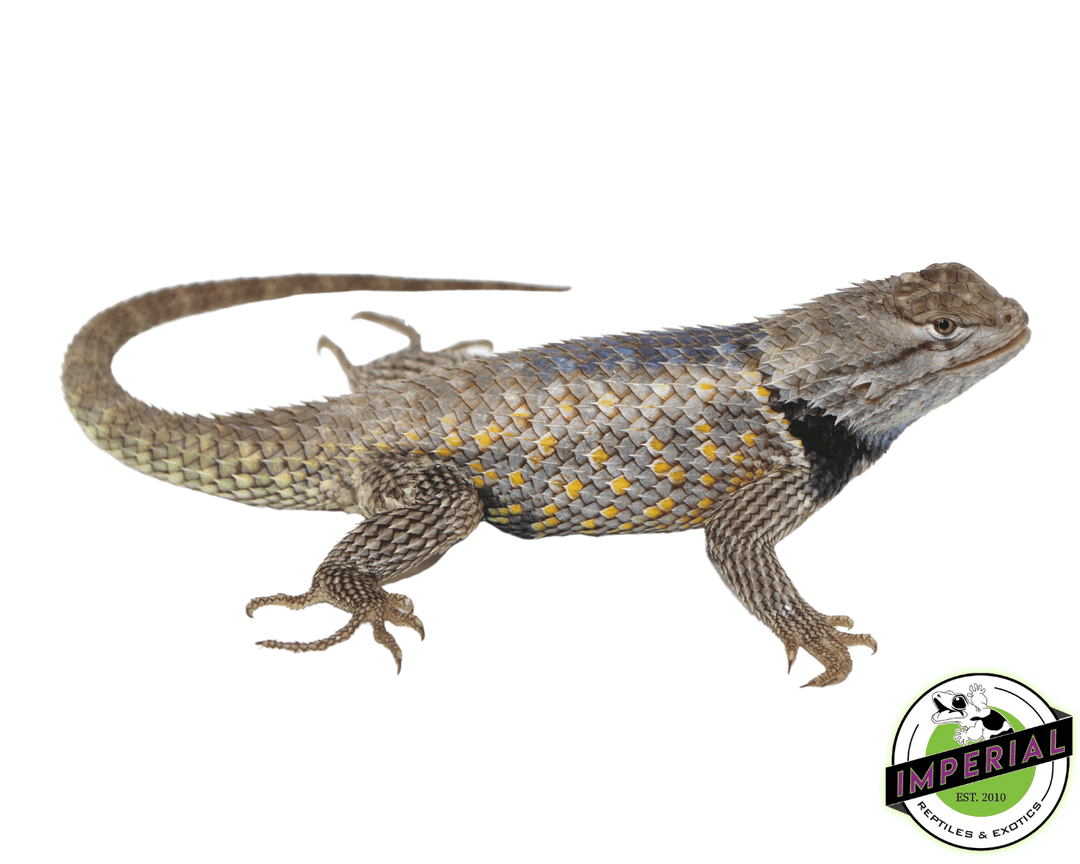 Texas Spiny Lizard For Sale Imperial Reptiles IMPERIAL REPTILES EXOTICS