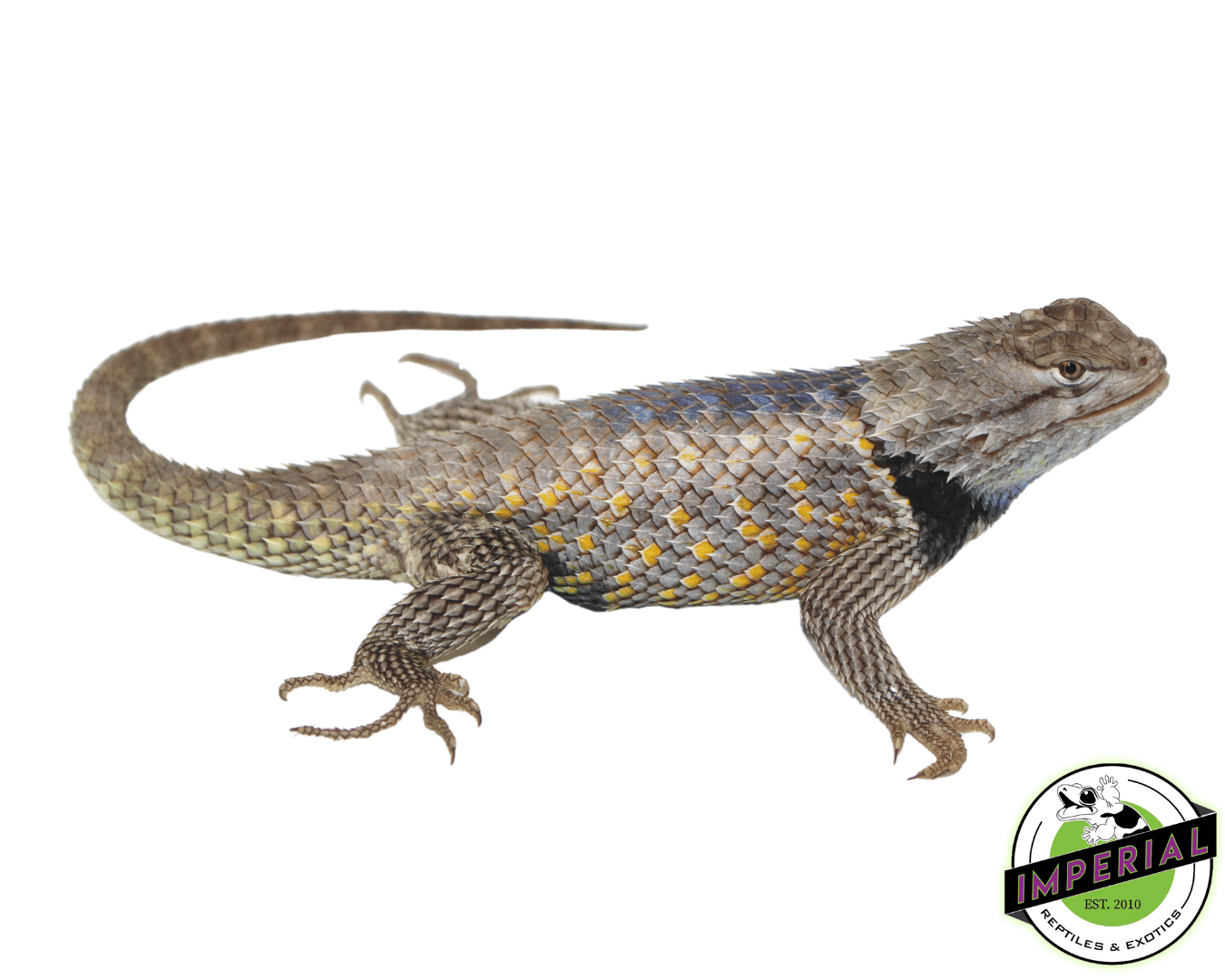 Texas Spiny Lizard for sale online at cheap prices, buy reptiles for sale near me