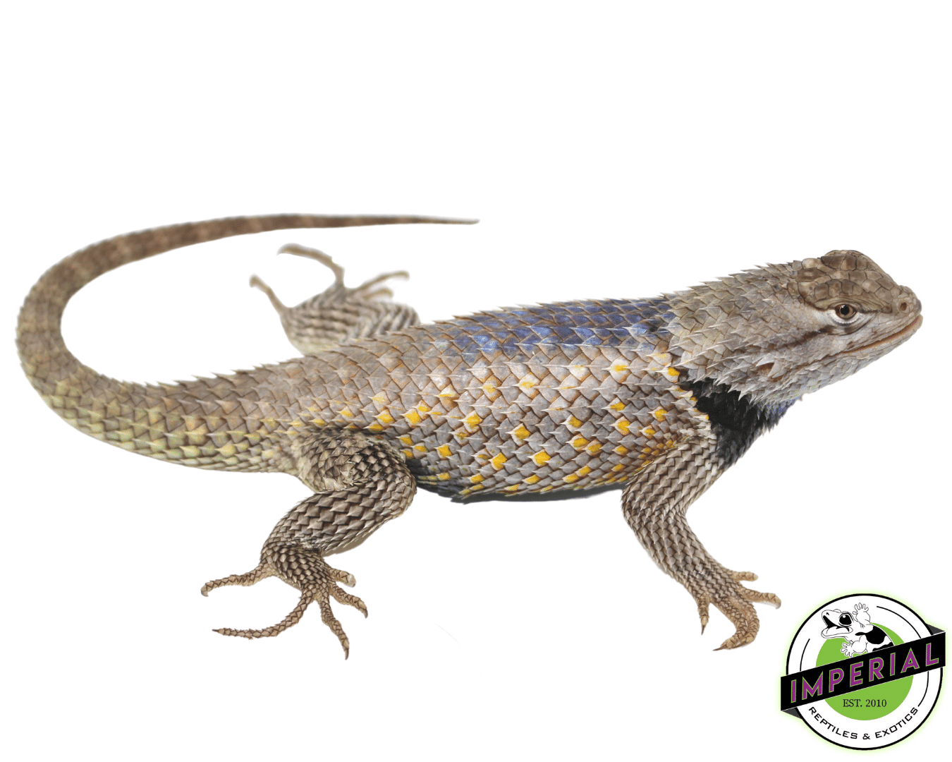 Texas Spiny Lizard for sale online at cheap prices, buy reptiles for sale near me