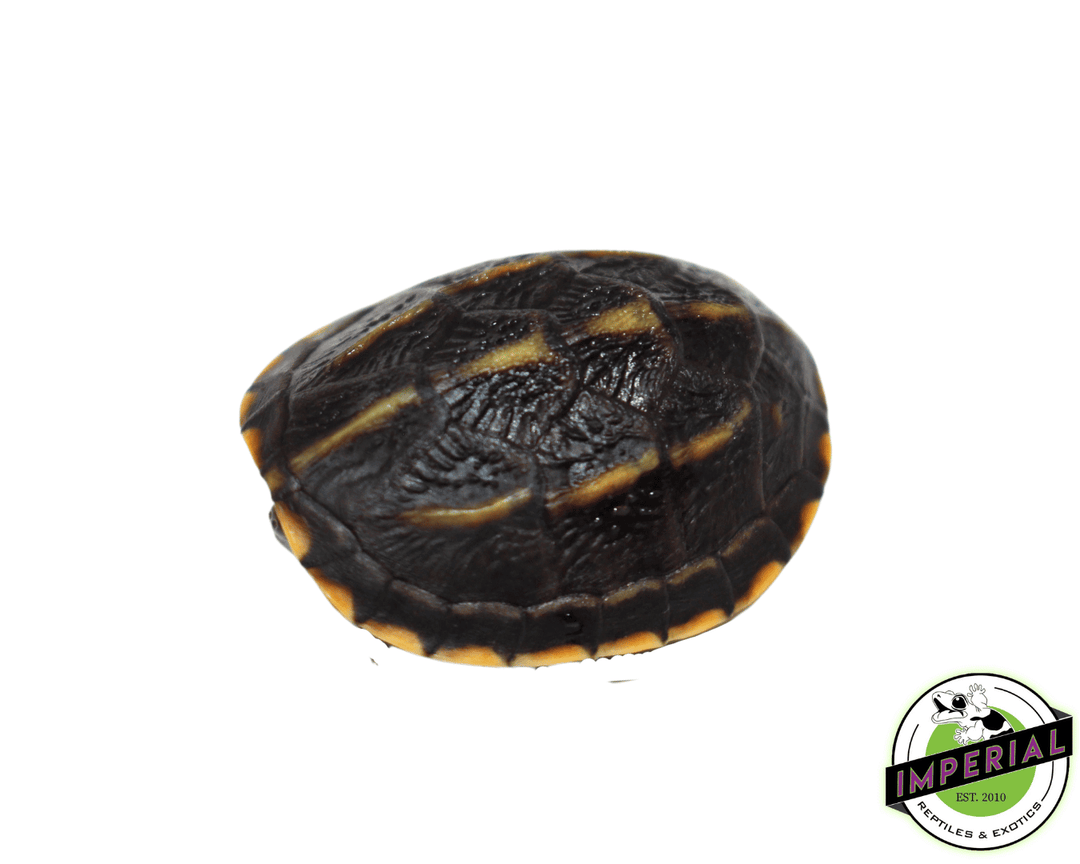 three-striped-mud-turtle-for-