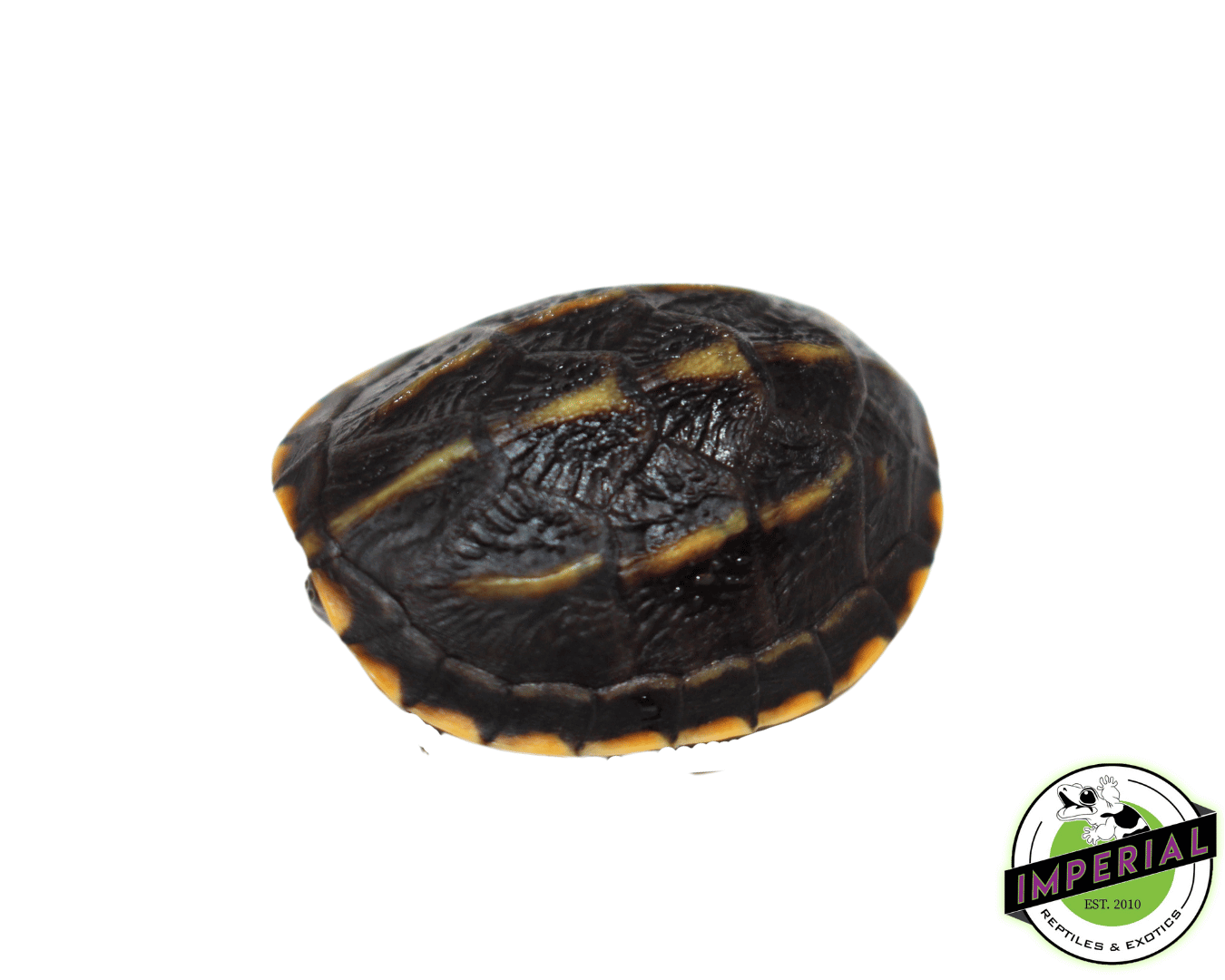 striped mud turtle for sale, buy reptiles online